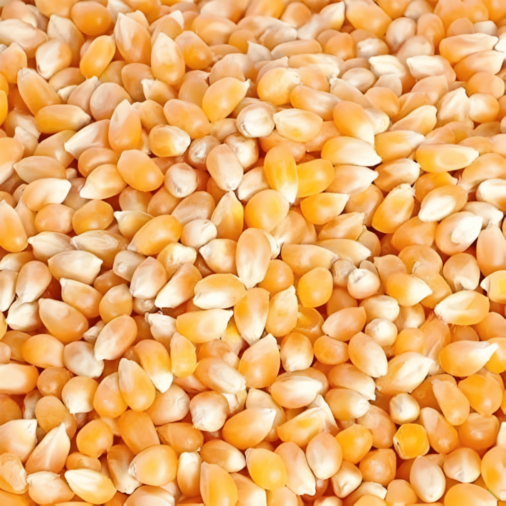 maize
